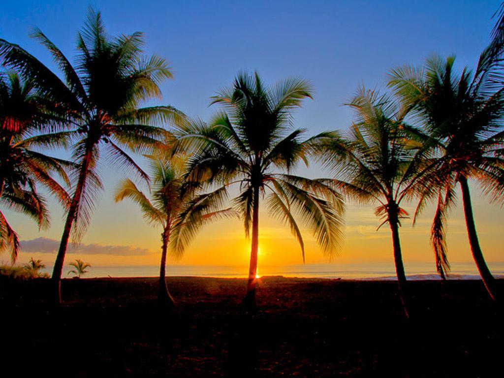 Iguana Lodge Beach Resort Puerto Jiménez المظهر الخارجي الصورة
